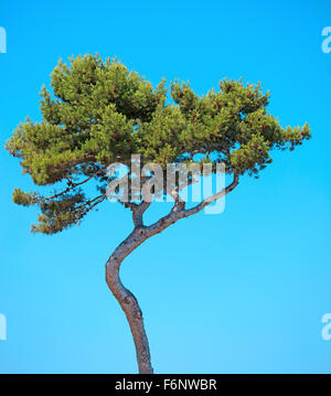 Maritime Pine curved tree, Pinus Pinaster mediterranean plant, isolated on blue sky background. Juan les Pins, Provence, France. Stock Photo