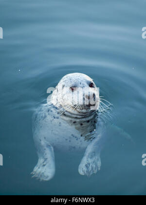 A wild harbour seal (harbor seal) at Fisherman's Wharf in Victoria, British Columbia, Canada. Stock Photo