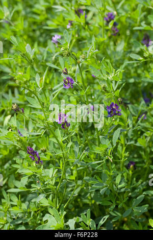 Lucerne, Luzerne, Saat-Luzerne, Saatluzerne, Alfalfa, Schneckenklee, Medicago sativa Stock Photo