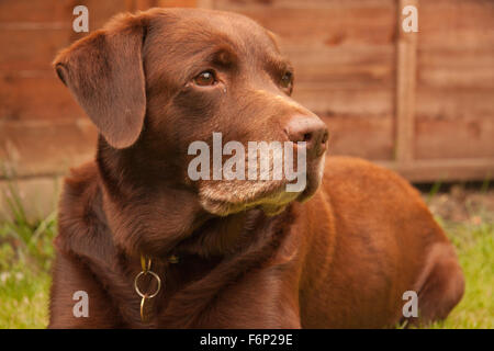 Close-up of red/brown/chocolate labrador retriever dog sat in garden Stock Photo