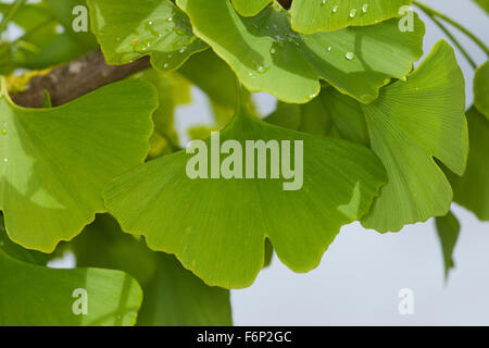 Maidenhair Tree, Ginkgo, Mädchenhaarbaum, Fächertanne, Blatt, Blätter, Ginkgo biloba, Arbre aux quarante écus, Ginko, Gingko Stock Photo