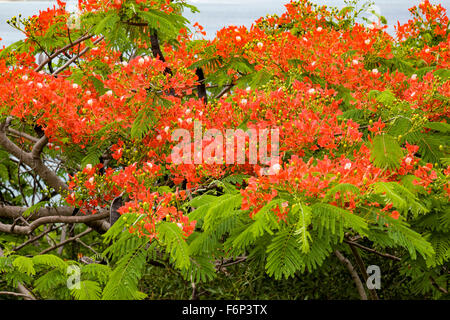 Flame tree (Delonix regia) with bright red flowers and seed pods. Stock Photo