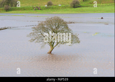 Wensleydale, North Yorkshire, UK. 18th November, 2015. Flooded farmland along the river Ure near Hawes in upper Wensleydale, North Yorkshire. Credit:  Wayne HUTCHINSON/Alamy Live News Stock Photo