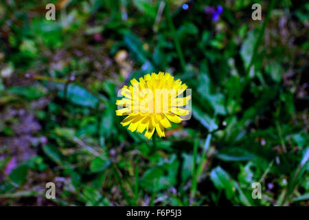 DANDELION IN FULL BLOOM Stock Photo