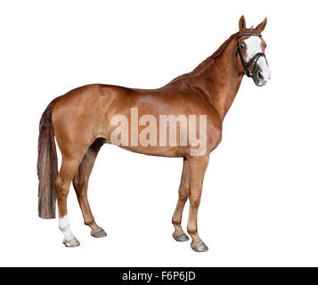 a brown horse with bridle in front of white background Stock Photo