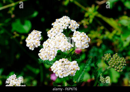 COMMON YARROW Stock Photo