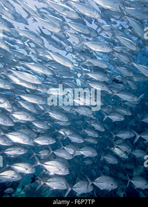 School of Bigeye trevally (Jackfish) swimming in Sipadan Stock Photo