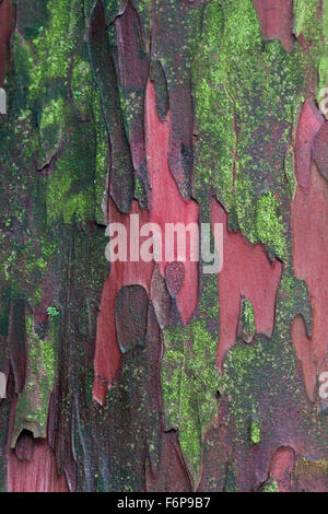 Yew tree, close-up of bark with red, brown and green colours Stock Photo