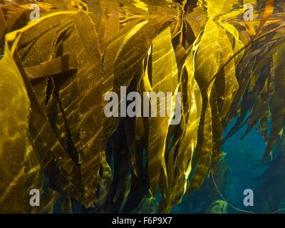 Giant Kelp Forest ( Macrocystis pyrifera). Isla de Los Estados (Staten Island), an Ecological and Historical Reserve  has been o Stock Photo