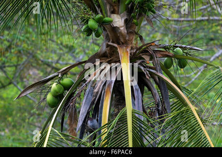 Green coconuts growing on coconut tree (Cocos nucifera), Costa Rica Stock Photo