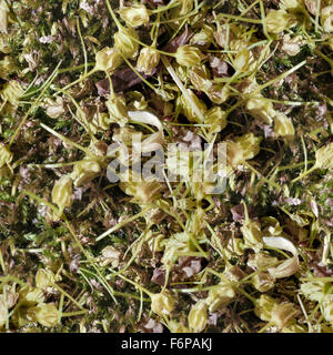 humus foliage Seamless Tileable Texture. Stock Photo