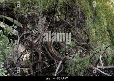 unusual long curved roots of a tree near the river Stock Photo - Alamy