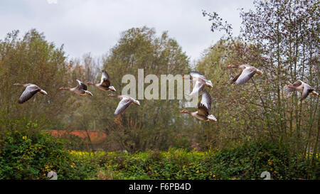 Greylag Geese / Graylag Goose (Anser anser) flock in flight Stock Photo