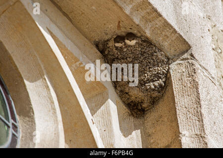 Common house martin (Delichon urbicum) nest with two chicks in eaves of building Stock Photo