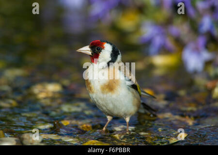 European goldfinch (Carduelis carduelis) cleaning feathers by bathing in shallow water of brook Stock Photo
