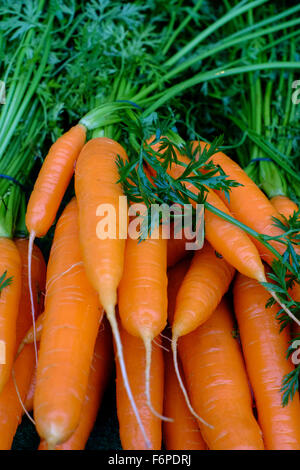 fresh carrots on a market stall Stock Photo