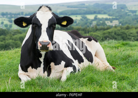 Black and white Holstein-Friesian Cattle laid in pasture, Wensleydale, North Yorkshire, UK. Stock Photo