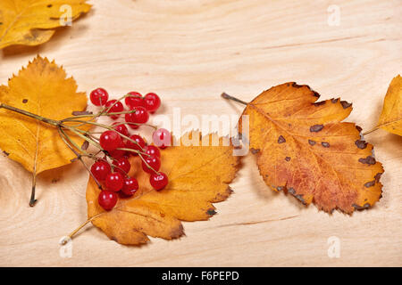 autumn leaves and red berry on wooden background Stock Photo