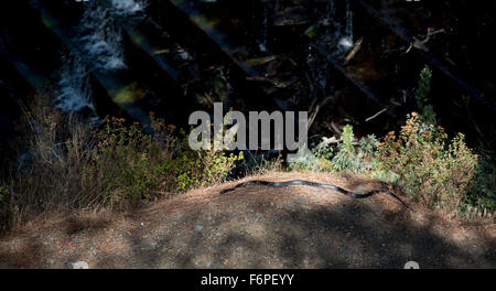 Large Cyprus Whip black Snake, Dolichophis jugularis, moving on the ground in the forests of Troodos mountains in Cyprus near a Stock Photo