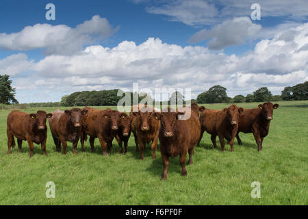 Herd of Luing cattle on moss parks in Knowsley, Merseyside, UK. Stock Photo