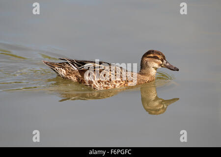 Garganey (Anas querquedula) at Arundel Wildfowl and Wetlands Trust Stock Photo