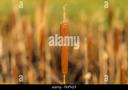 Cattail double shot low depth of field in nature Stock Photo