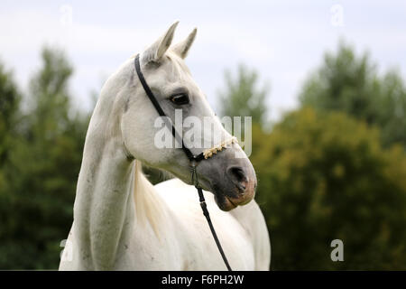 Portrait of a grey colored arabian mare Stock Photo