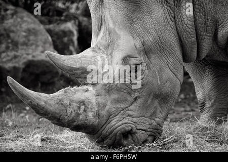 Black and white close up portrait of Rhino