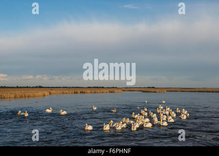 American White Pelicans (Pelecanus erythrorhynchos)  Sand Lake National Wildlife Refuge, South Dakota USA Stock Photo