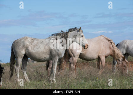 Wild Horses, (Equs ferus), grazing, Mustang, Feral, Theodore Roosevelt National Park, N. Dakota USA Stock Photo