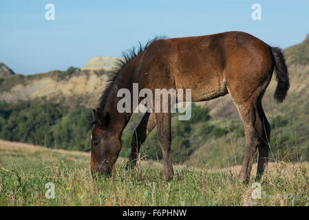 Wild Horse, (Equs ferus), Mustang grazing, Feral, Theodore Roosevelt National Park, N. Dakota USA Stock Photo