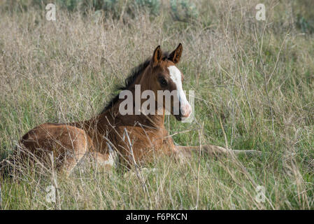 Wild Horse, (Equs ferus), colt, Feral, Theodore Roosevelt National Park, N. Dakota USA Stock Photo