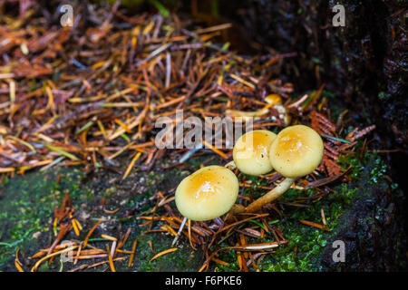 Three small mushrooms growing in moss Stock Photo