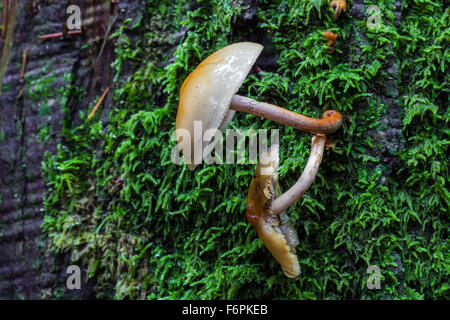 Two mushrooms growing in moss on the side of a cedar tree Stock Photo