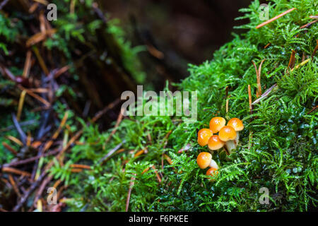 A group of very small mushrooms growing in moss on a tree stump Stock Photo