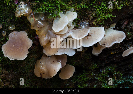 Gelatinous fungus growing on an old tree Stock Photo