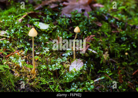 A pair of tall spindly mushrooms growing in moss on a tree Stock Photo