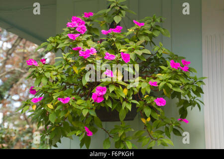 A large, beautiful, lush hanging plant outdoors covered with pink flowers in summer Stock Photo