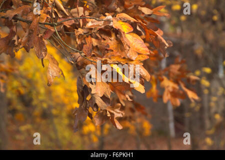 Close up of brilliant, colorful, yellow-orange oak tree leaves clinging to a branch in autumn Stock Photo