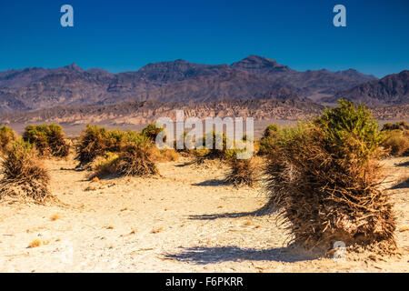 Devil's Cornfield in Death Valley National Park. California, USA Stock Photo