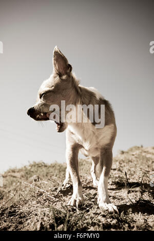 Desaturated full body yawning forward facing head in profile small Chihuahua dog standing on hilltop at midday