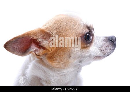 Nice chihuahua dog portrait on white background. Stock Photo