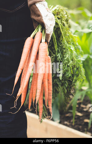 Caucasian woman holding carrots in garden Stock Photo