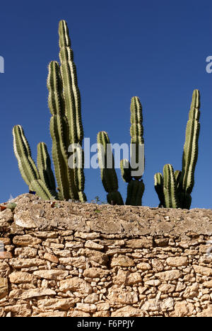 Organ cactus and natural rubble stone wall  in the 19th century mining town of Mineral de Pozos, Guanajuato state, Mexico Stock Photo