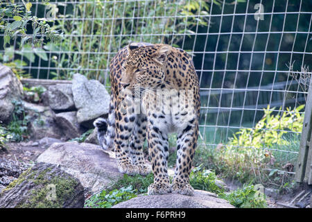 The endangered North-Chinese leopard (Panthera pardus japonensis) Stock Photo