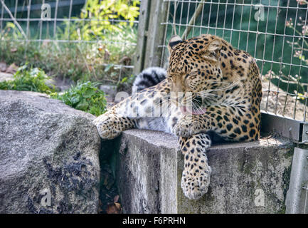 The endangered North-Chinese leopard (Panthera pardus japonensis) Stock Photo