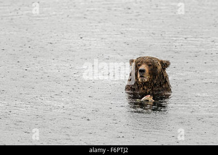 A mature female coastal brown bear, known to Katmai National Park staff as 'Four Ton' (after her unique id #410)