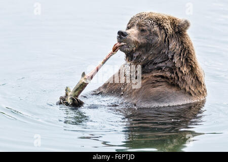 A mature female coastal brown bear, known to Katmai National Park staff as 'Four Ton' (after her unique id #410) Stock Photo