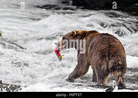 Male brown bear catching spawning red salmon at Brooks Falls, Katmai National Park, Alaska Stock Photo