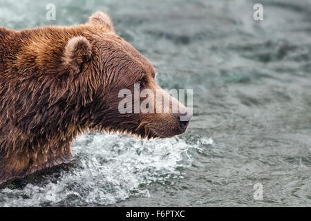Coastal Brown Bear Fishing For Salmon Stock Photo